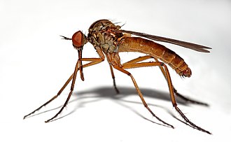 Empis_livida_(aka)