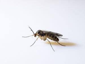 fungus-gnat-scaled