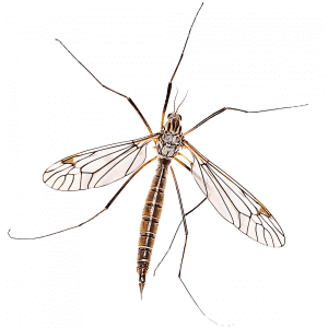 Crane-Fly