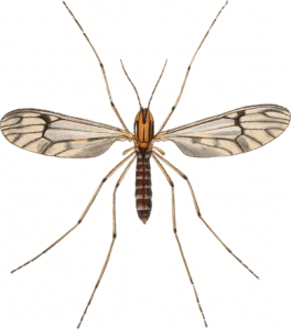 Dixa_nebulosa_adult_John_Curtis_British_Entomology_409