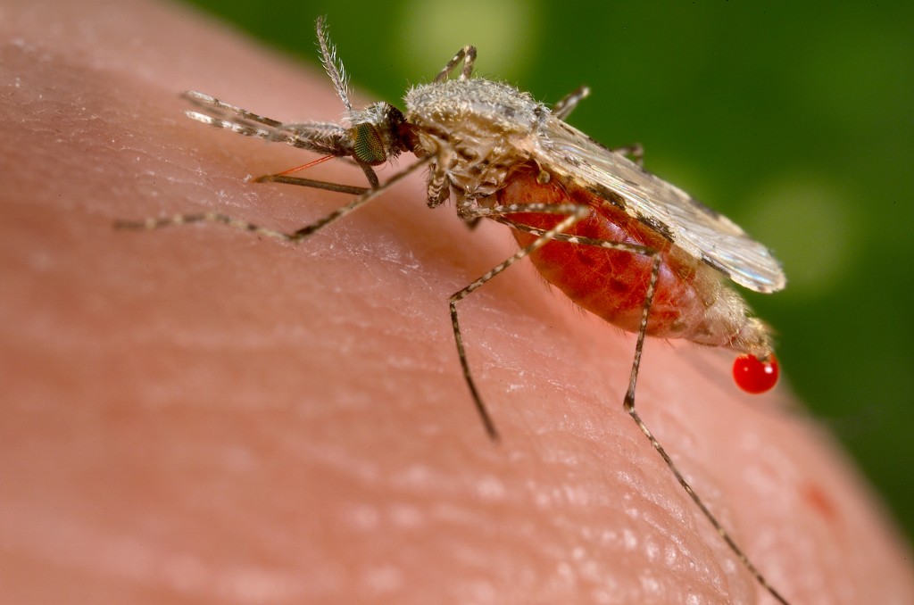 A malaria carrying mosquito
